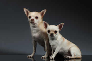 Portrait Two Chihuahua dogs Sitting on Blue background