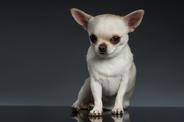 Portrait little Chihuahua dog Sitting on Blue backgroun