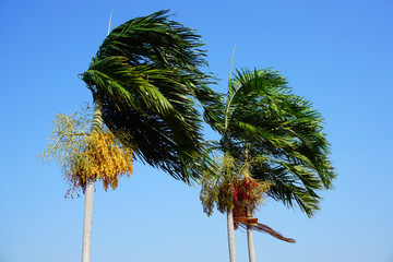 tropical palm with blue sky