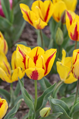 yellow-red tulips