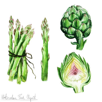 Watercolor Food Clipart - Asparagus and Artichoke 
