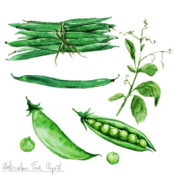 Watercolor Food Clipart - Green Beans and Peas