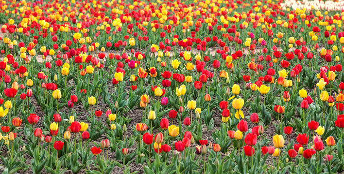 red and yellow tulips in spring