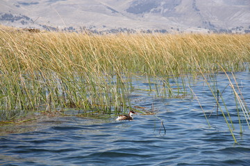 Wild Nature of Bolivia. Duck in reeds of Titicaca lake, Copacabana, Bolivia, South America