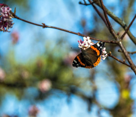collecting pollen from flowering bush