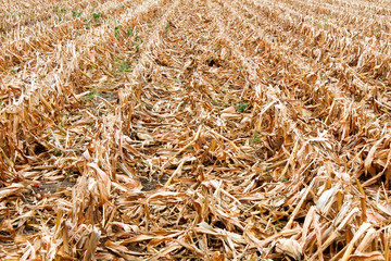 Harvested corn field in golden yellow row