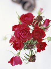 赤いバラとスカビオサのフラワーアレンジメント