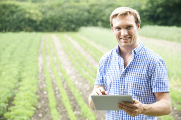 Naklejka na ściany i meble Farmer On Organic Farm Using Digital Tablet