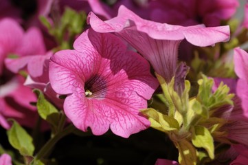 Petunia