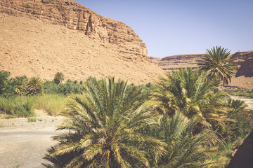 Wide view of canyon and cultivated fields and palms in Errachidi