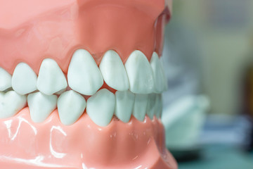 Dental study model