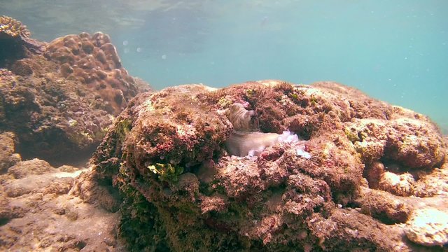 red octopus (Octopus cyanea) comes out of the hole by changing its color from white to red, Indian Ocean, Hikkaduwa, Sri Lanka, South Asia 

