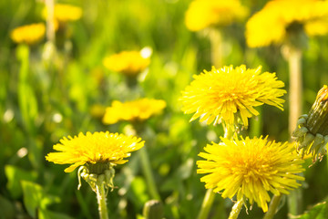 Meadow with grass and dandelion flowers