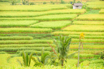 Ausschnitt von Reis Terrassen auf Bali, Indonesien, mit Hütte