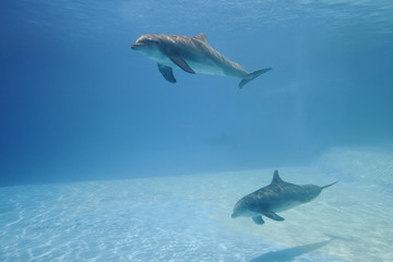delfinario spettacolo con i delfini - obrazy, fototapety, plakaty