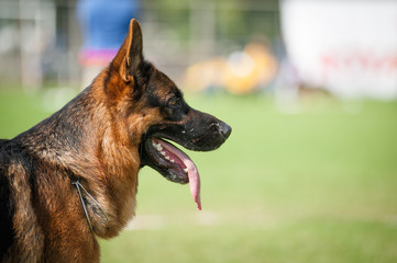 Profile
