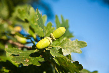 Oak acorns among the branches