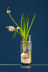 White Muscari in a transparent vase