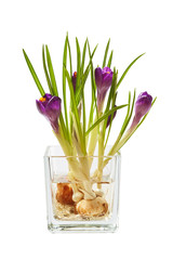 Bunch of crocuses in transparent vase isolated