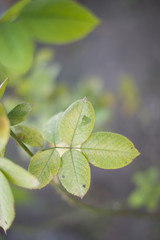 Fototapeta na wymiar green leaves with holes