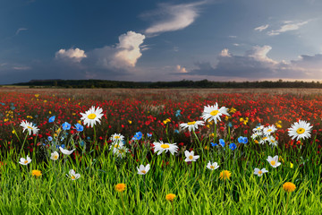 Obrazy  Letni krajobraz z pięknymi kwiatami