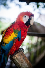 Ara im Amazonas, Kolumbien