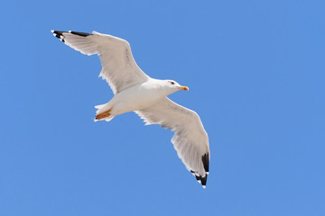 Seagull flying in a clear blue sky.