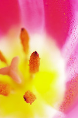 Macro of pink tulip