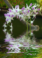 Water Ripple and reflections of Flora on water