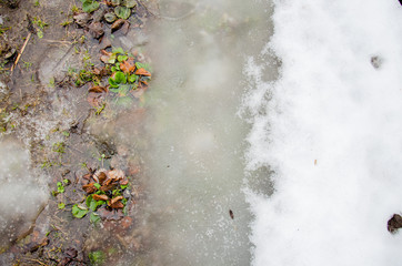 Melting snow on green grass. First spring crocus flower in water from melting snow. Snow melting. Flow of water with lumps snow melts on the road in the city