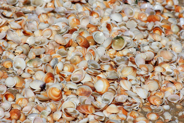 seashells background