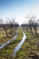 Plum tree orchard in winter with muddy way trough it