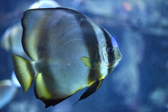 poisson chauve souris
