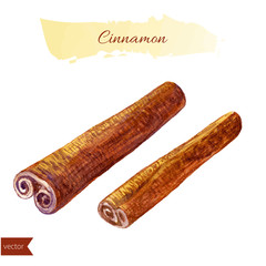 Cinnamon watercolor illustration isolated on white background. Hand drawn vector.  Kitchen herbs and spices. Design food elements. Series of food and ingredients for cooking.