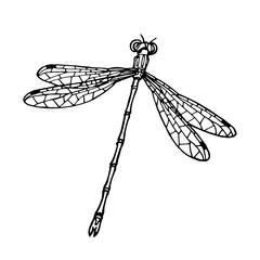 illustration with dragonflies