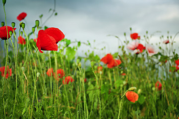 Fototapeta na wymiar Countryside full with poppy flowers