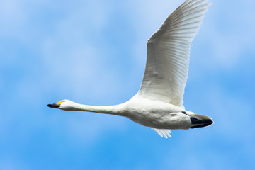 飛ぶ白鳥