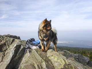 Wandern mit dem Hund/ Aussicht