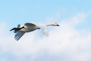 飛ぶ白鳥