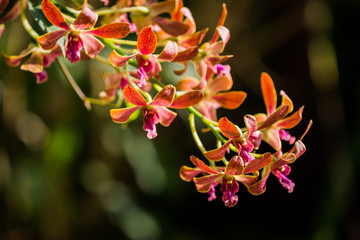 Purple orchids under the sunlight