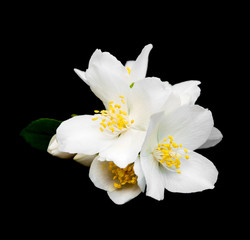Fototapeta na wymiar Jasmine flowers