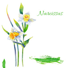 Narcissus flower, watercolor illustration isolated on white background. Vector hand drawn illustration. Floral design elements.