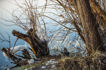 Icicles on a tree.