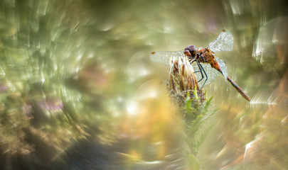 Libelle im Bokeh
