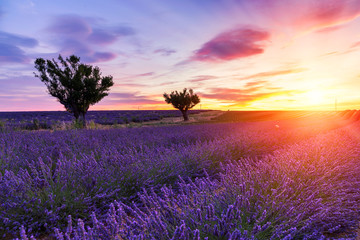 Sunset over a summer lavender field in Valensole