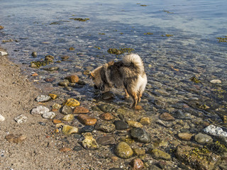 Hund im Wasser/Spielen im Wasser
