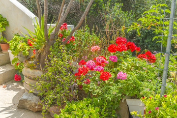 Obraz premium Flower pots in garden. A typical yard in a house in Mykonos, Gre