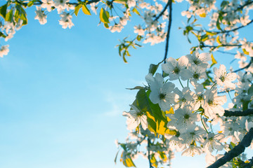 White cherry blossom on a clear sky background