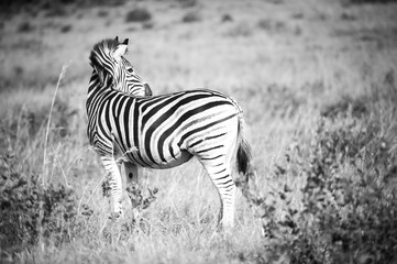 Fototapeta na wymiar Zebra im Krüger Nationalpark, Südafrika