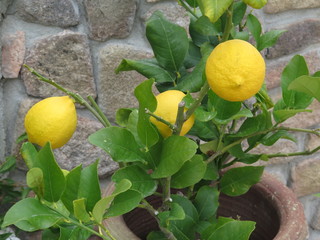 Limone nano